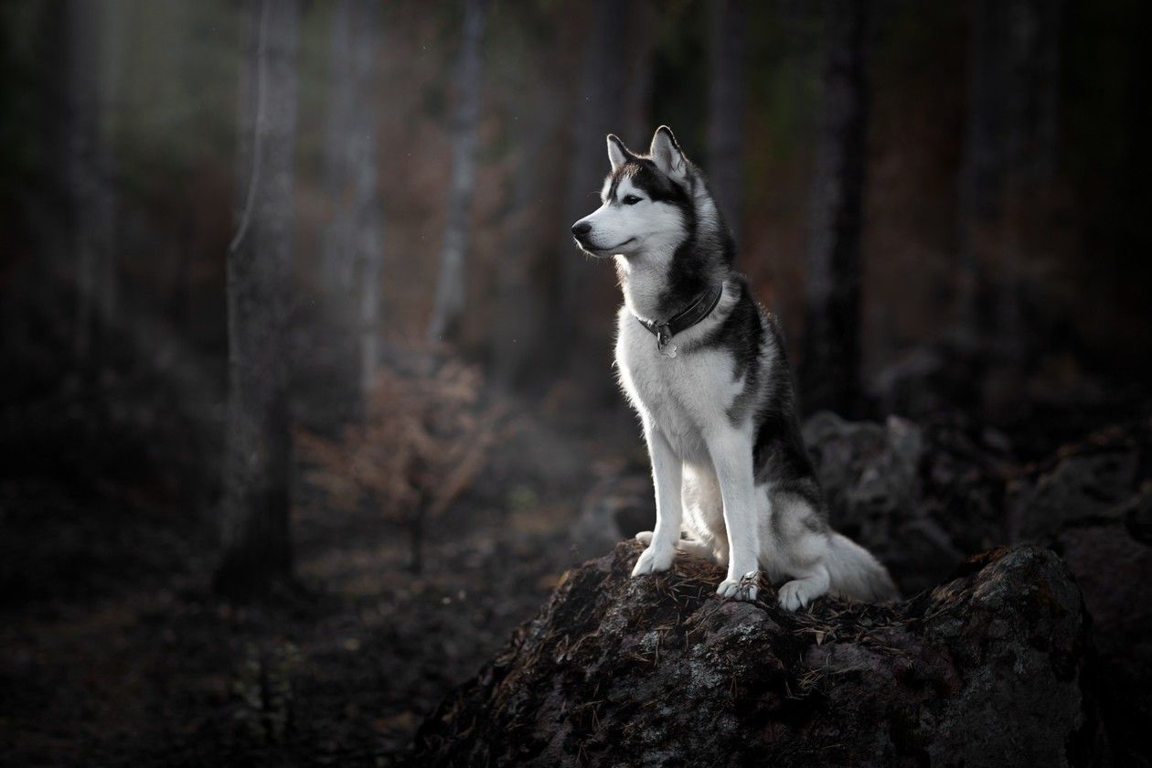 cute husky wallpapers 0055