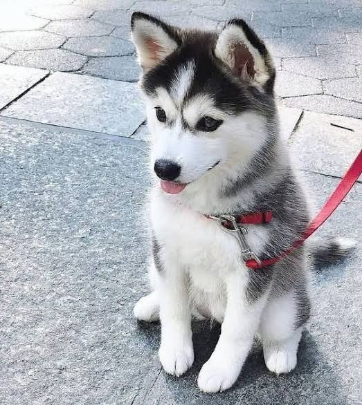 cute husky wallpapers 0057