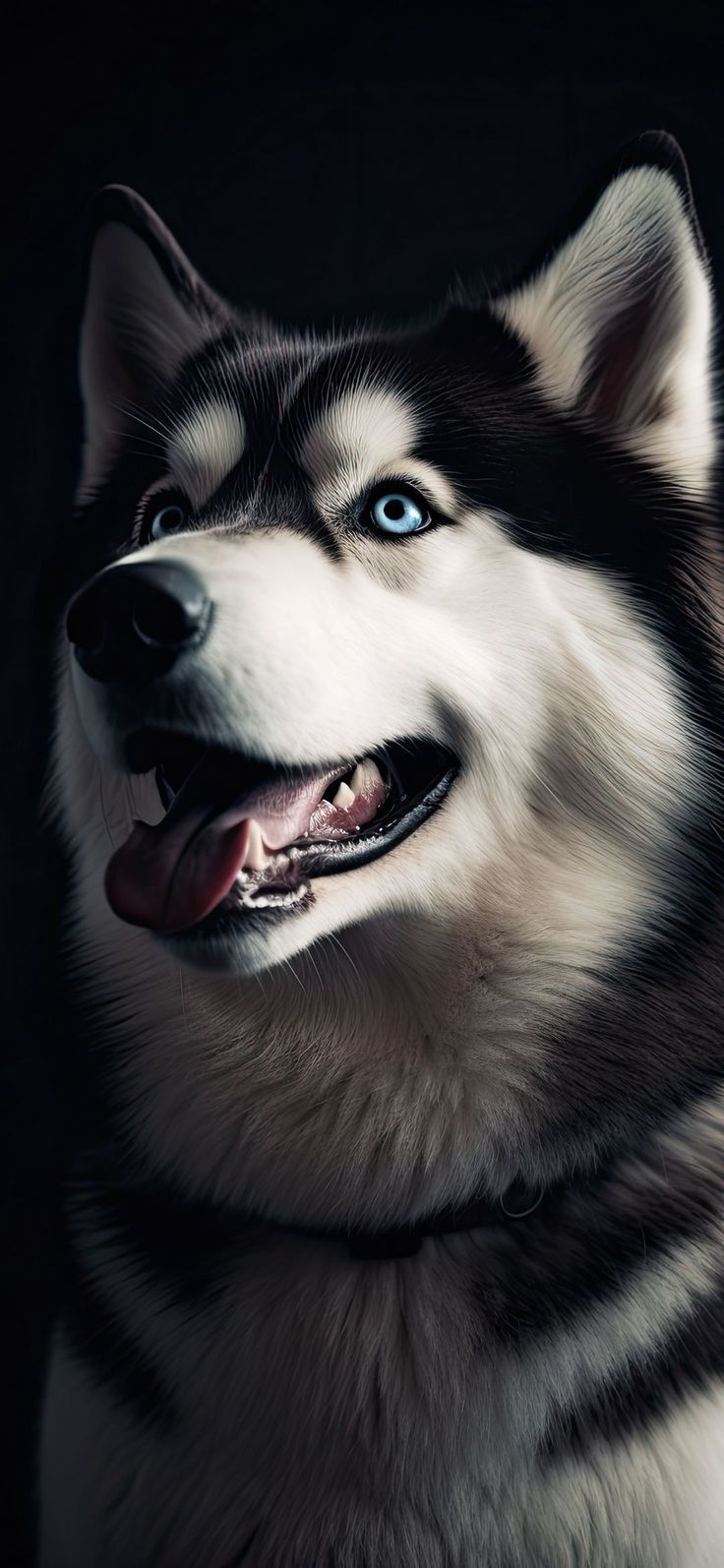 cute husky wallpapers 0061