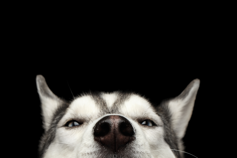 cute husky wallpapers 0065