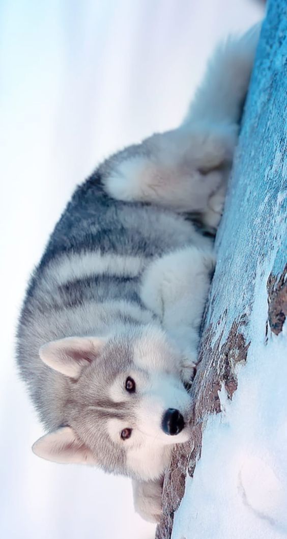 cute husky wallpapers 0068