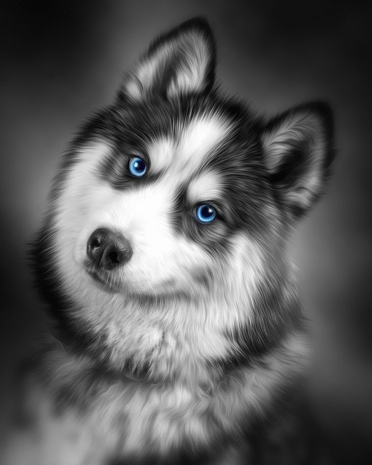 cute husky wallpapers 0069