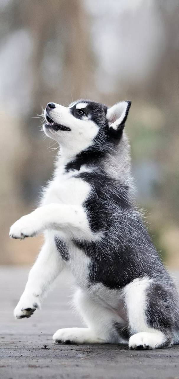 cute husky wallpapers 0071