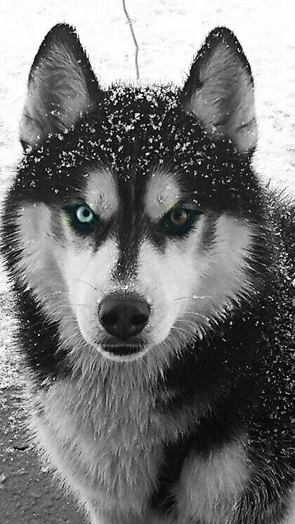 cute husky wallpapers 0075