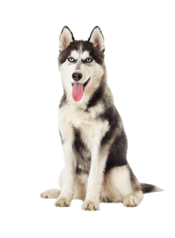 cute husky wallpapers 0084