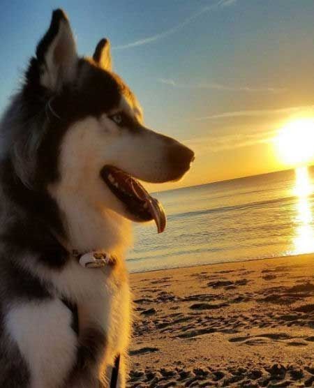 cute husky wallpapers 0096