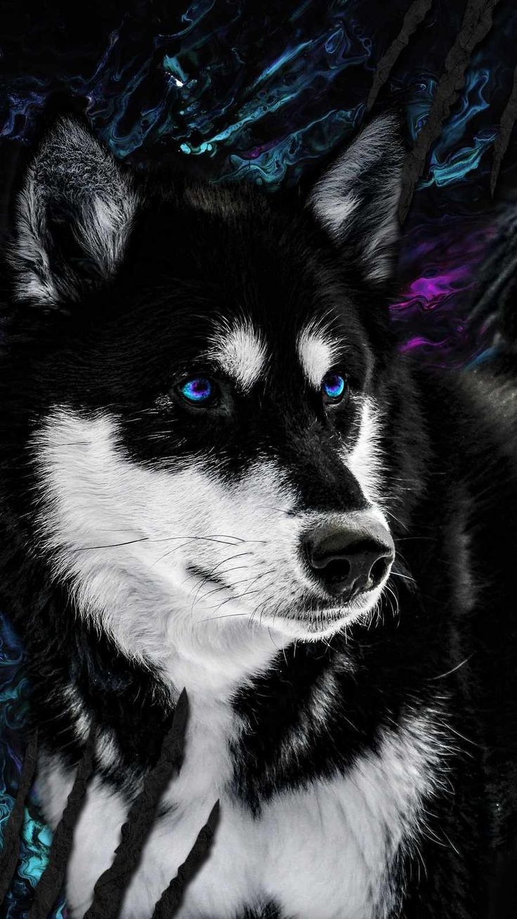 cute husky wallpapers 0098