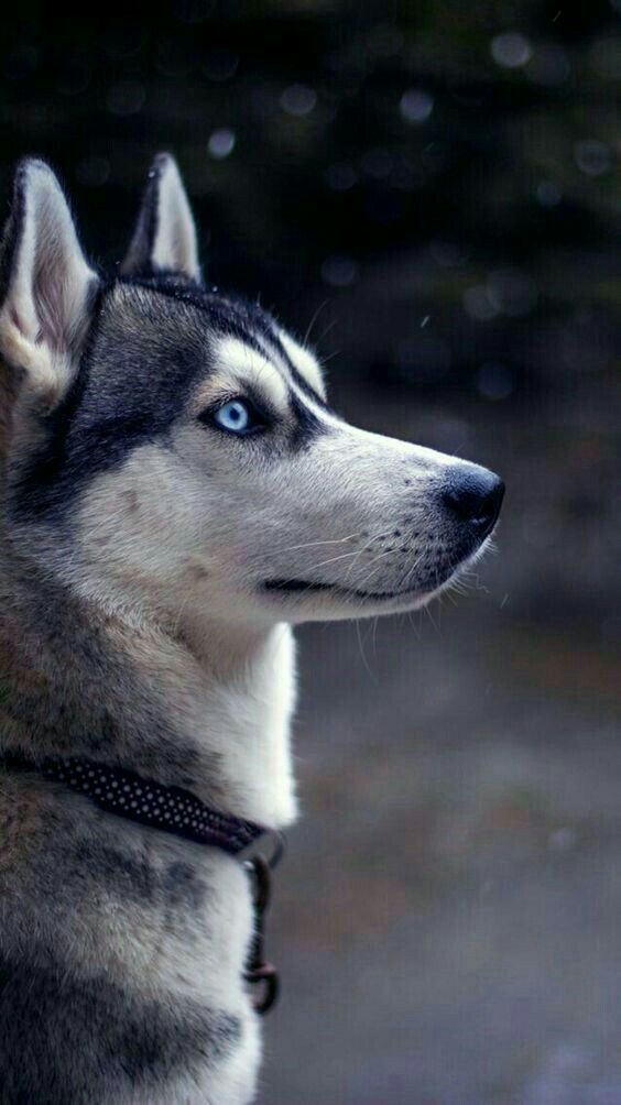 cute husky wallpapers 0099