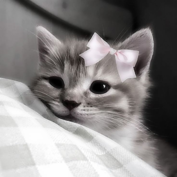 cute kitten wallpapers 0013