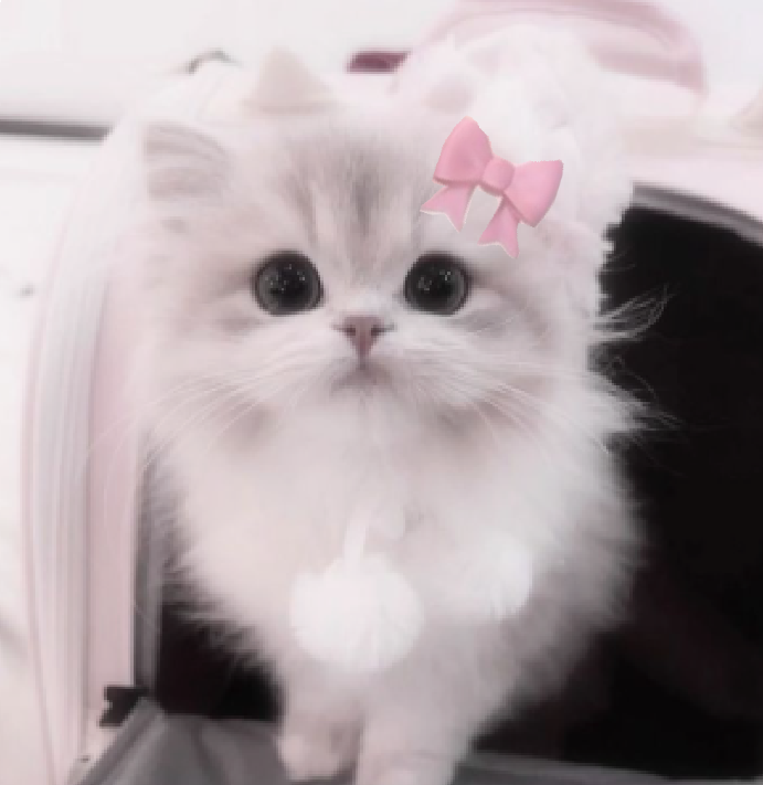 cute kitten wallpapers 0017