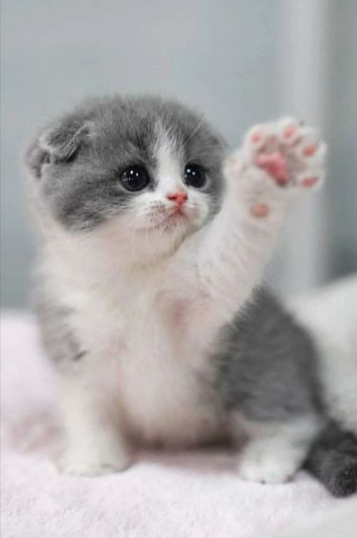 cute kitten wallpapers 0021