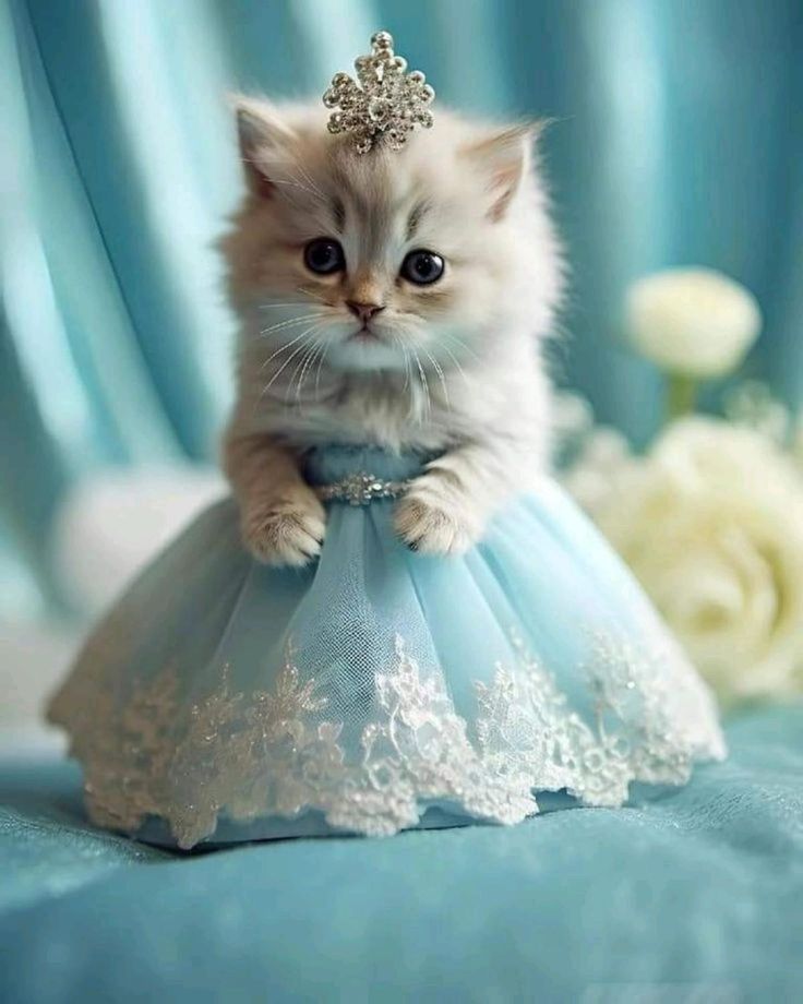 cute kitten wallpapers 0065