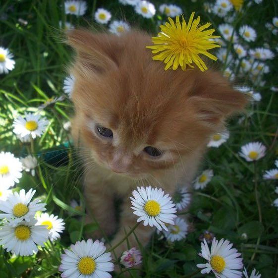 cute kitten wallpapers 0093