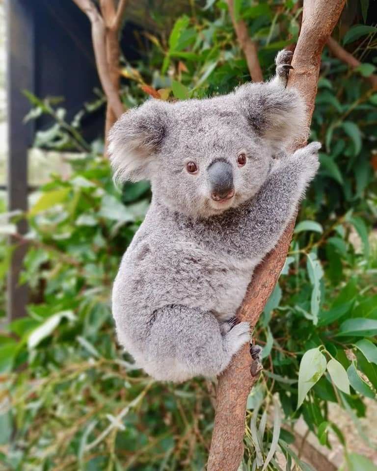 cute koala wallpapers 0070