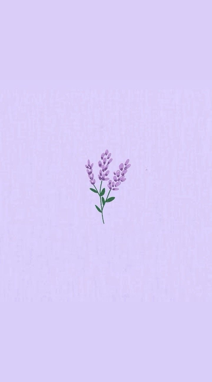 cute lavender wallpapers 0052