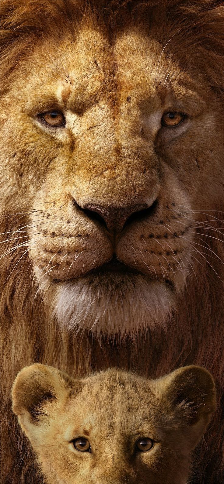 cute lion wallpapers 0087