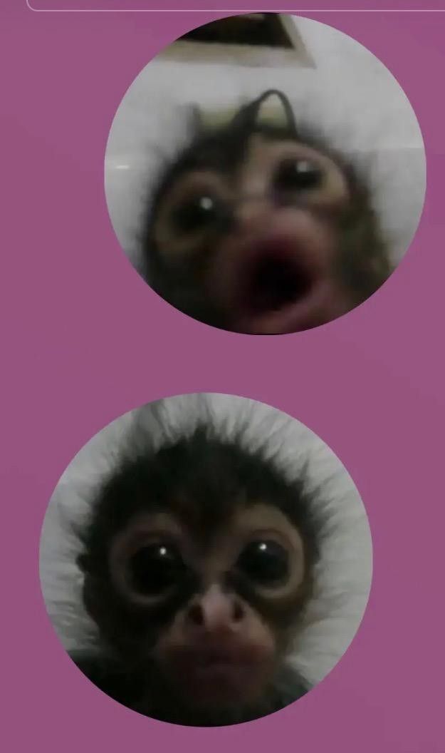 cute monkey wallpapers for phones