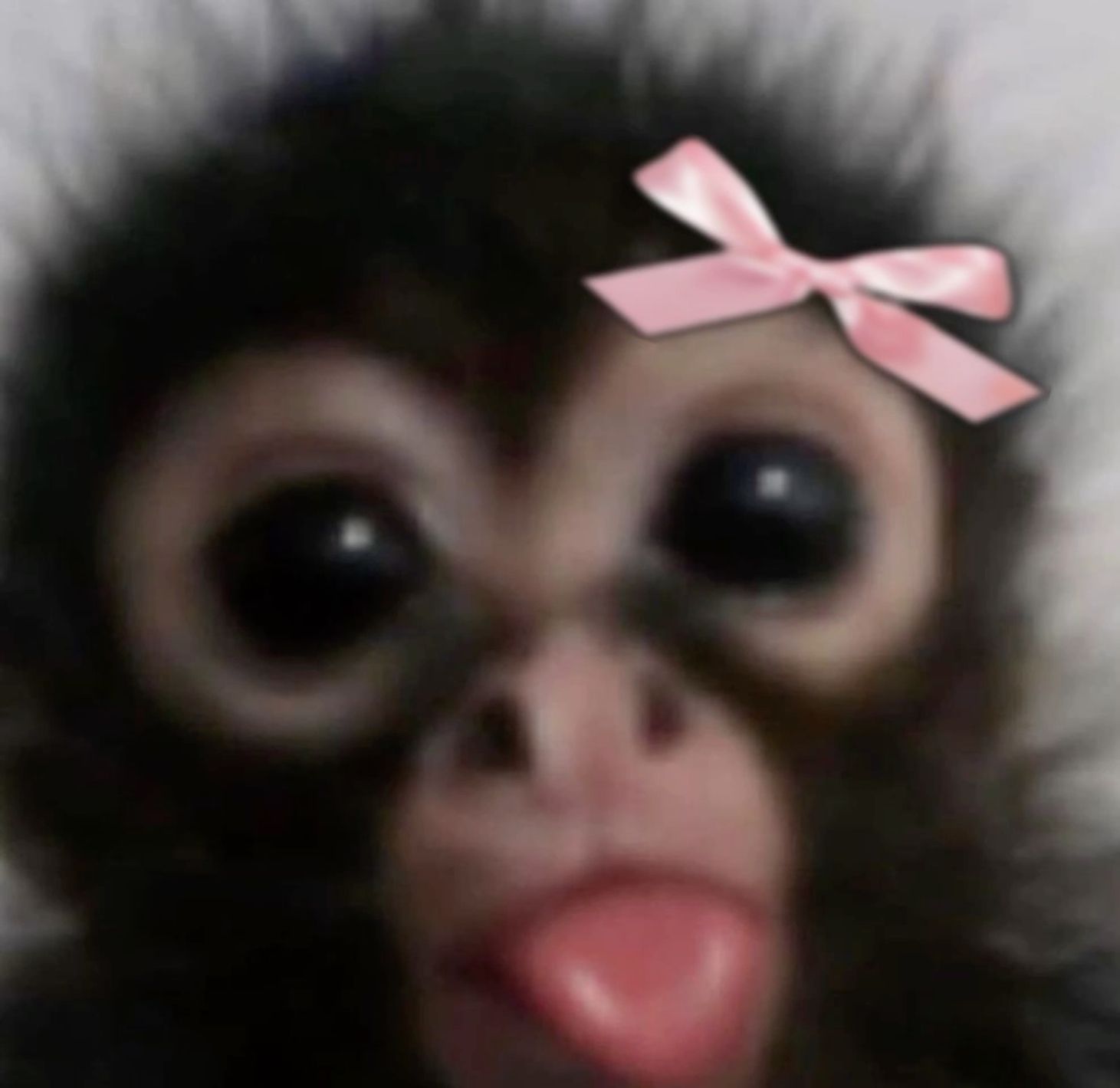 cute monkey wallpapers 0025