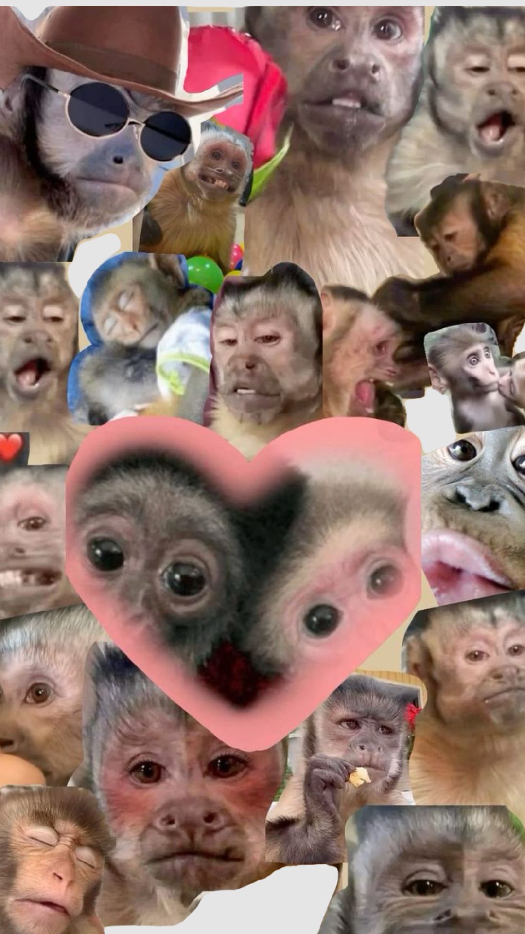 cute monkey wallpapers 0038