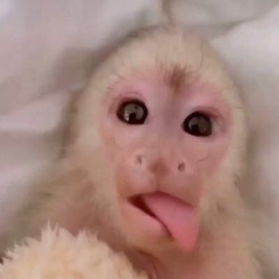 cute monkey wallpapers 0052