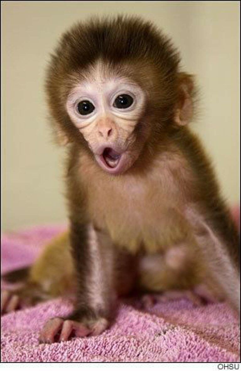 cute monkey wallpapers 0073