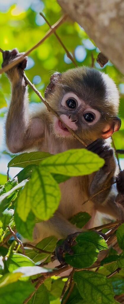 cute monkey wallpapers 0093