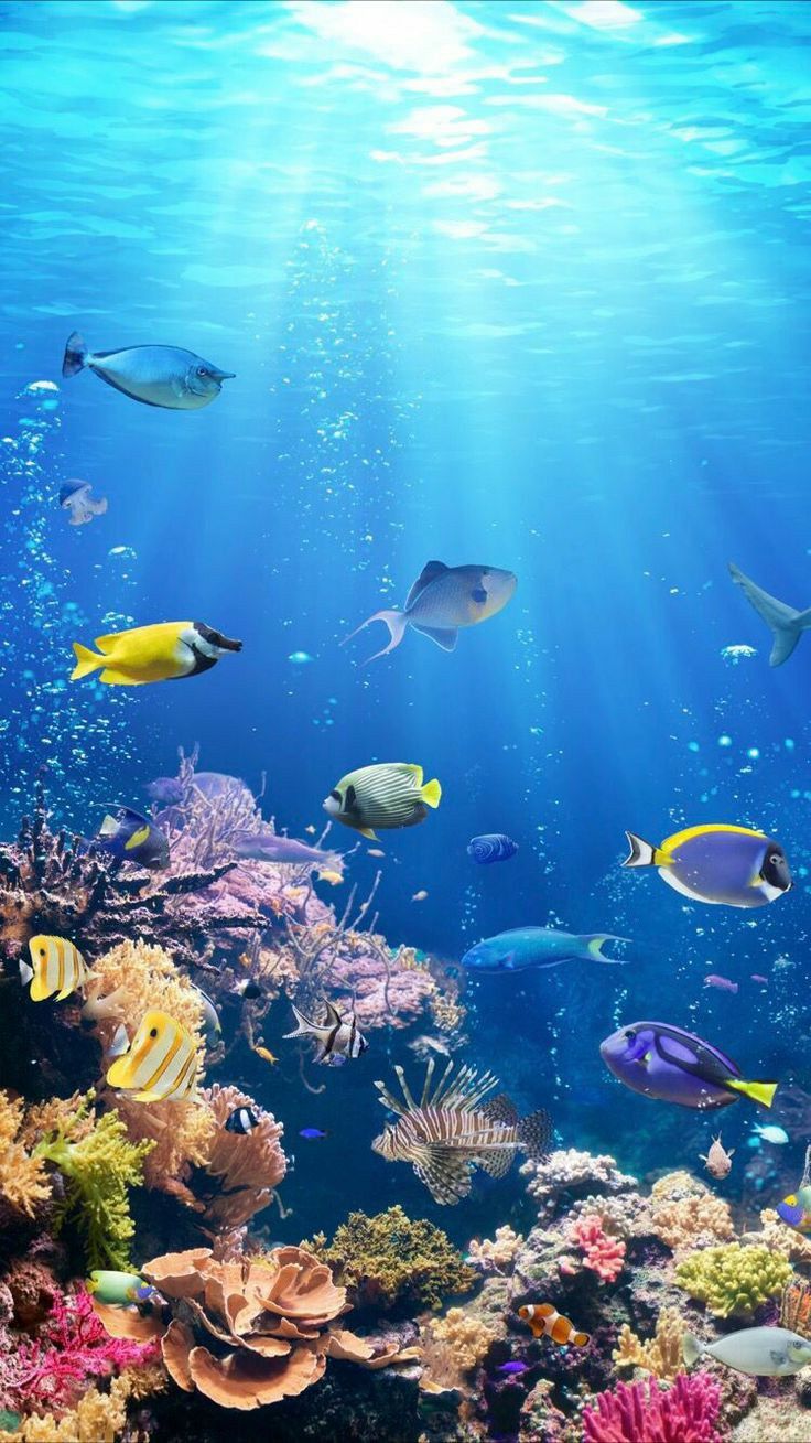 cute ocean wallpapers 0047