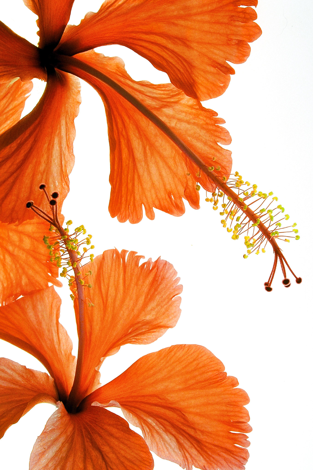 cute orange wallpapers 0039