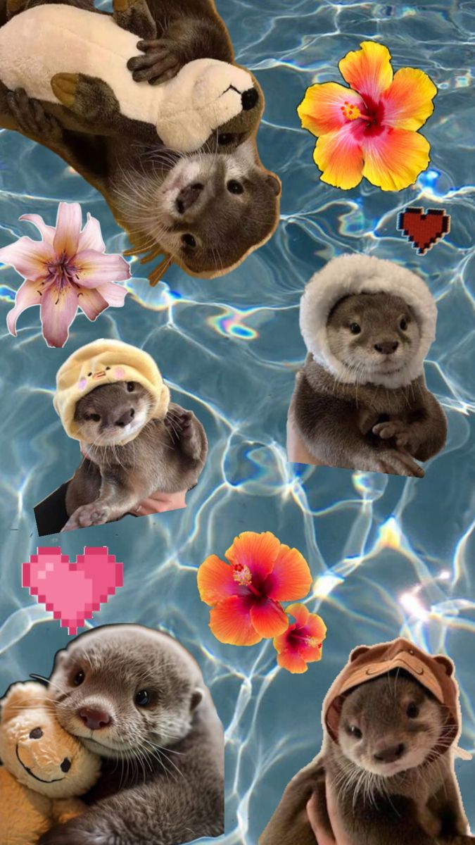 cute otter wallpapers 0026