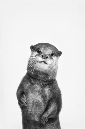 cute otter wallpapers 0088