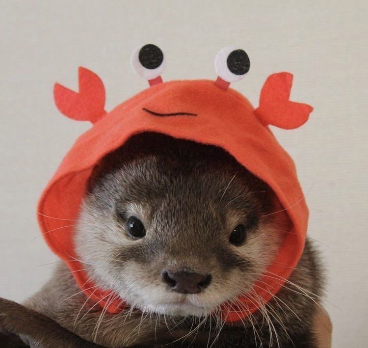 cute otter wallpapers 0097