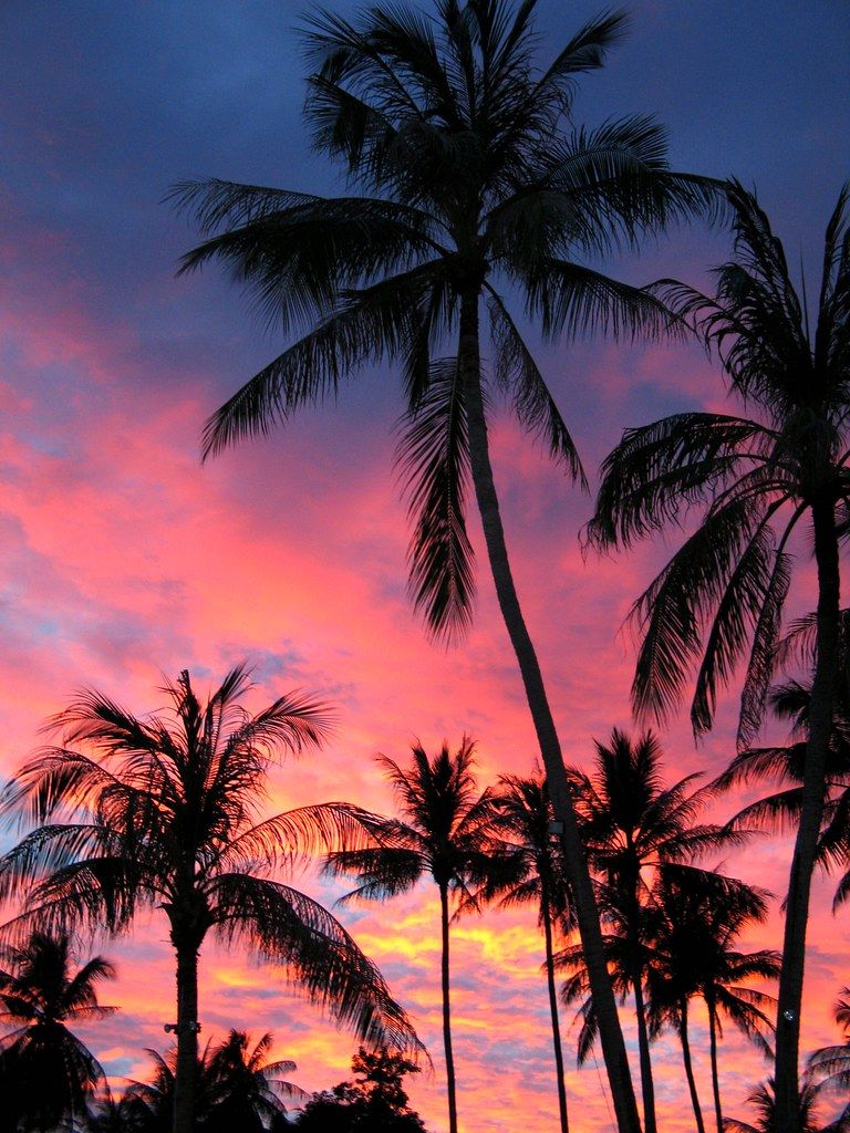 cute palm tree wallpapers 0059