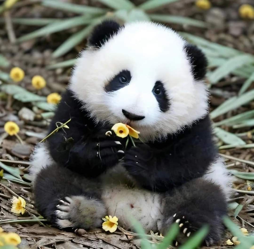 cute panda wallpapers 0064