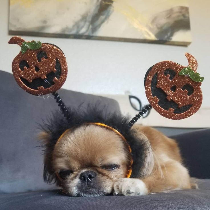 cute Pekingese Halloween themed wallpapers