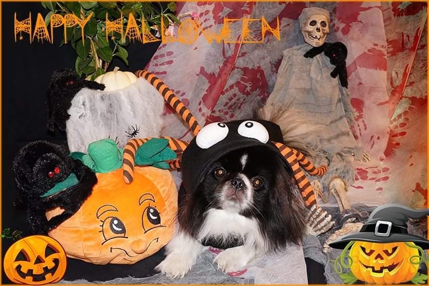 cute Pekingese halloween wallpaper 0018