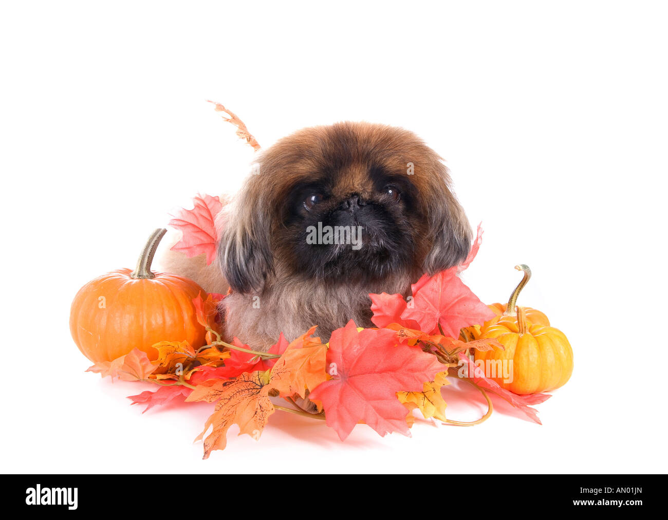 cute Pekingese halloween wallpaper 0026