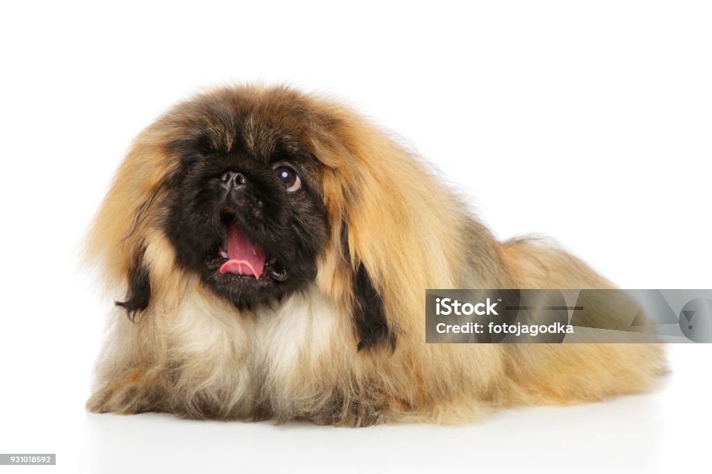 cute Pekingese halloween wallpaper 0048