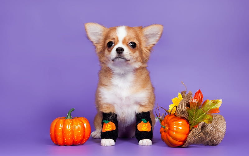 cute Pekingese halloween wallpaper 0053