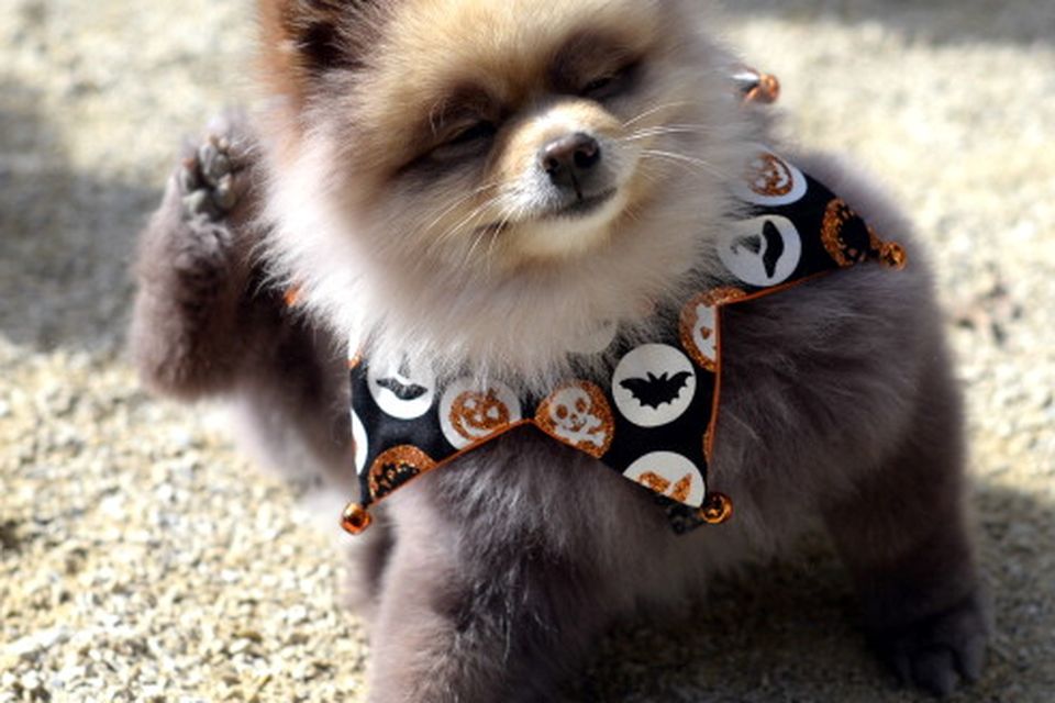 cute Pekingese halloween wallpaper 0054