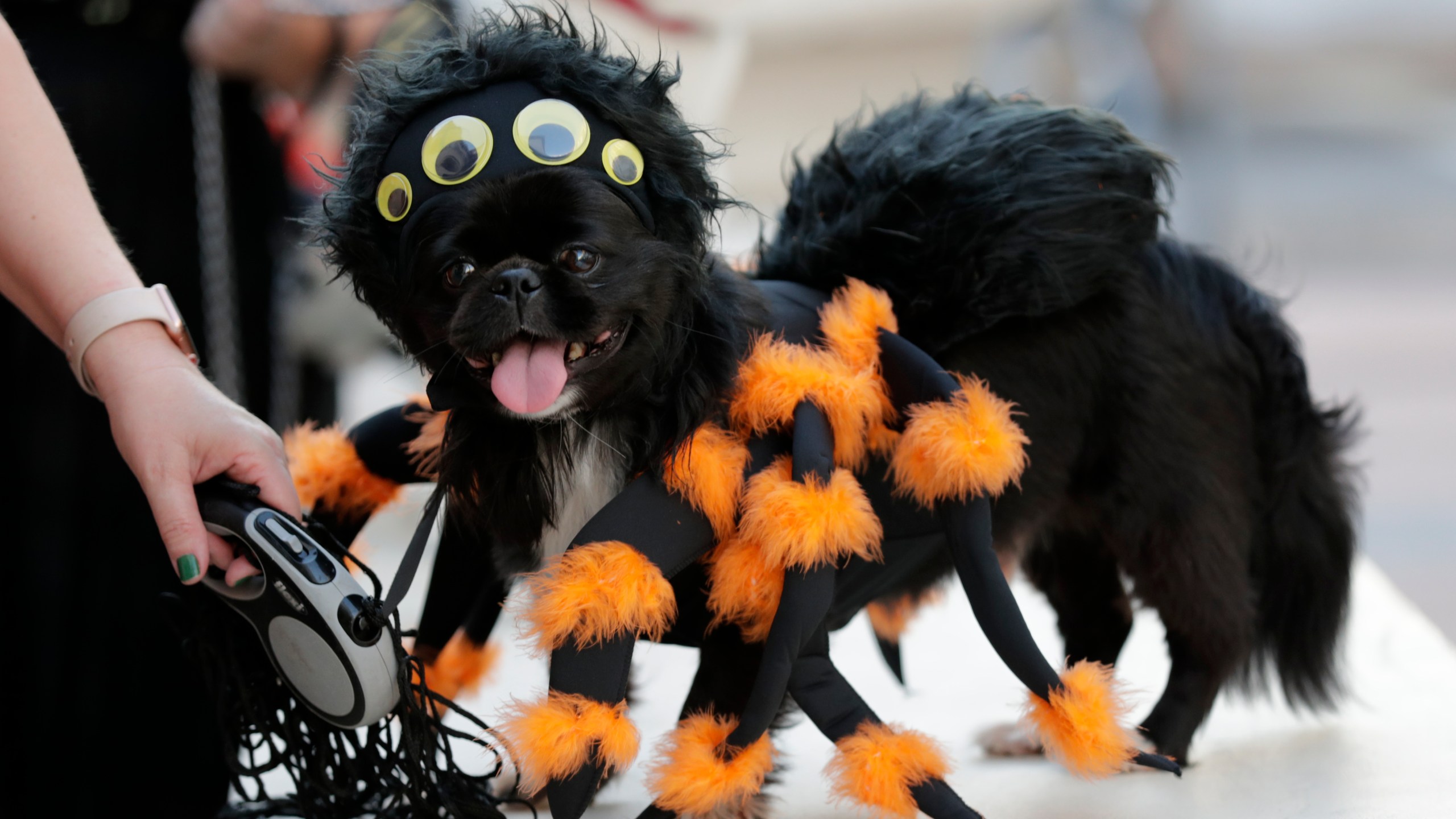 cute Pekingese halloween wallpaper 0057