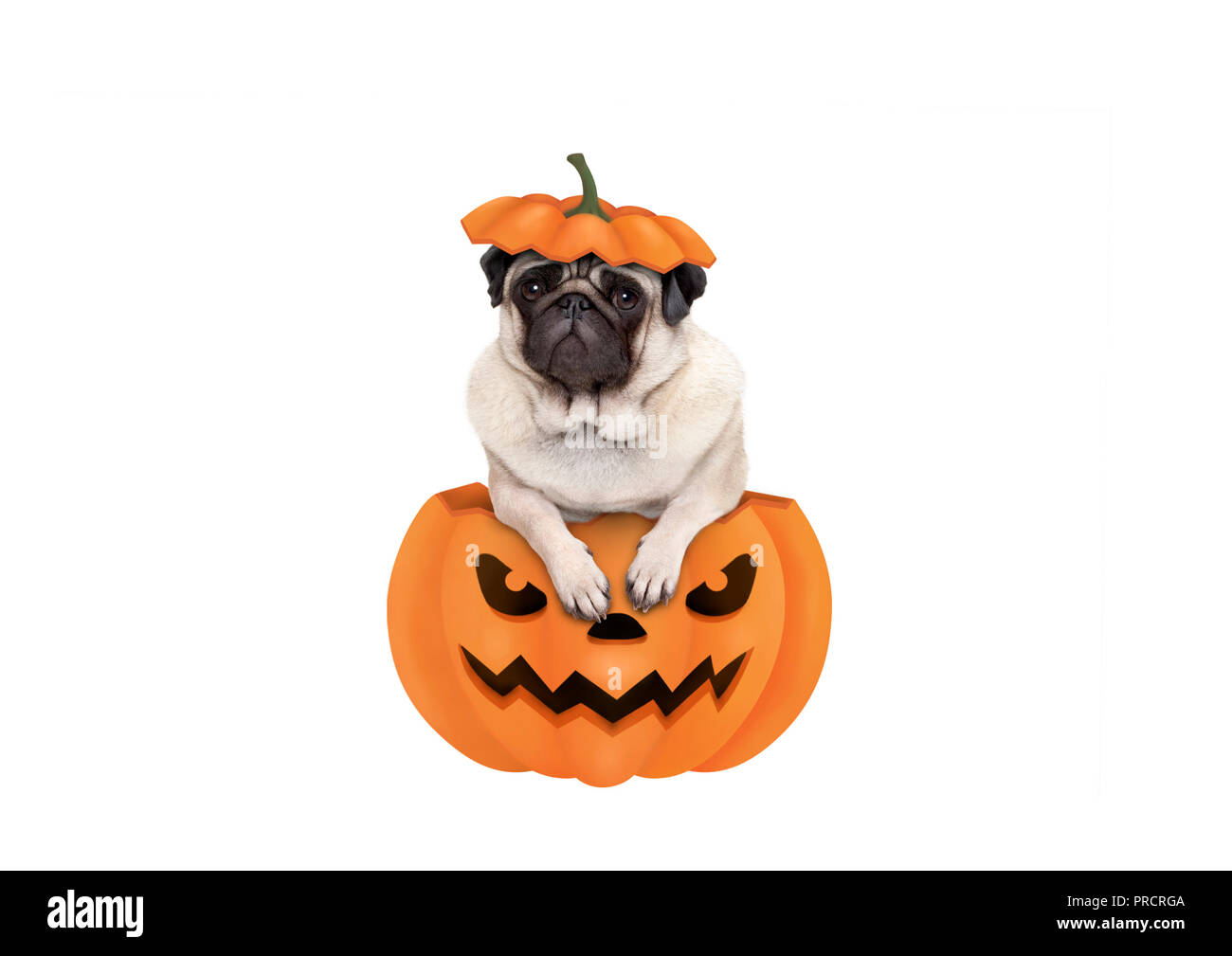 cute Pekingese halloween wallpaper 0068