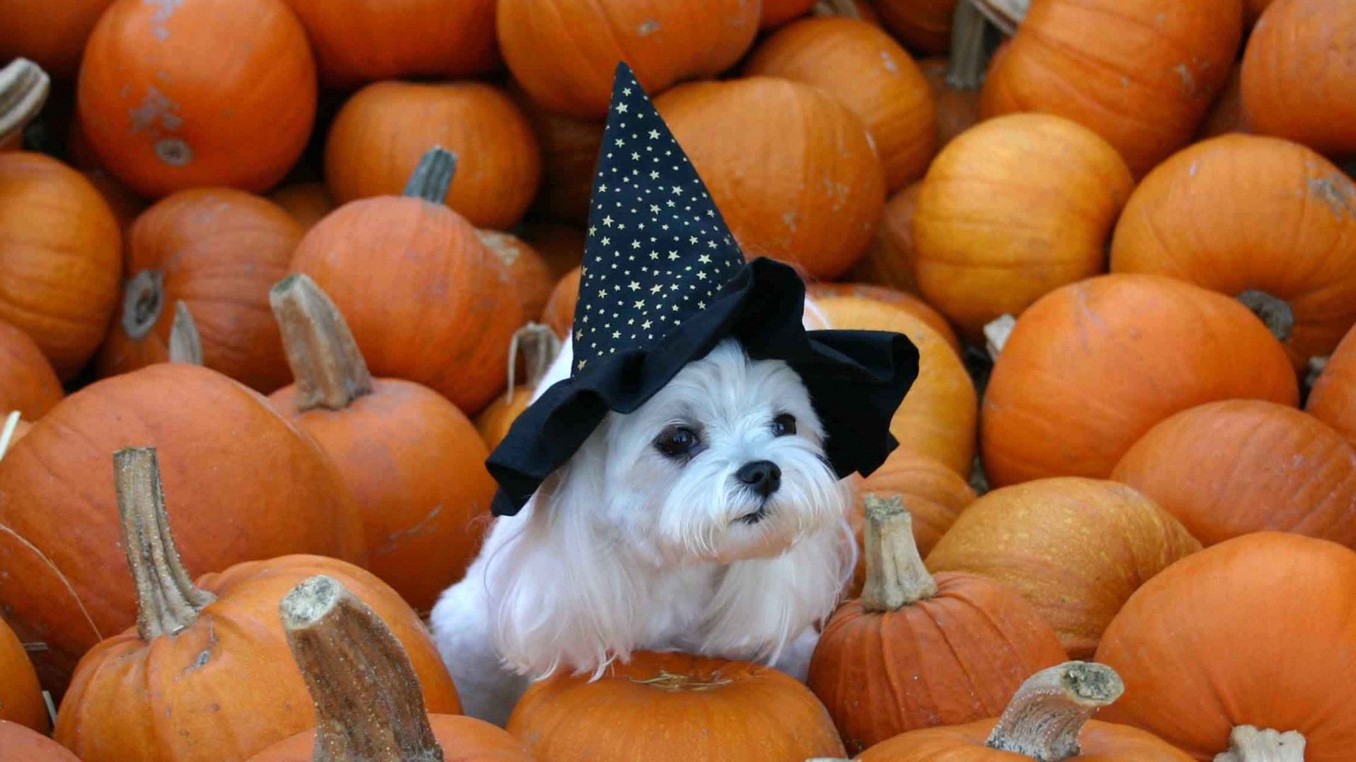 cute Pekingese halloween wallpaper 0074