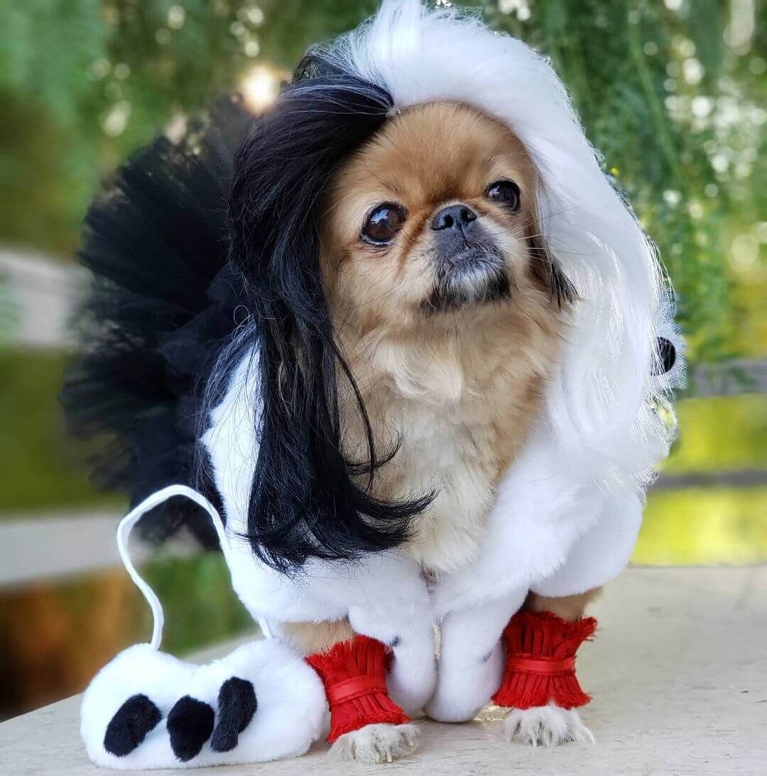 cute Pekingese halloween wallpaper 0082