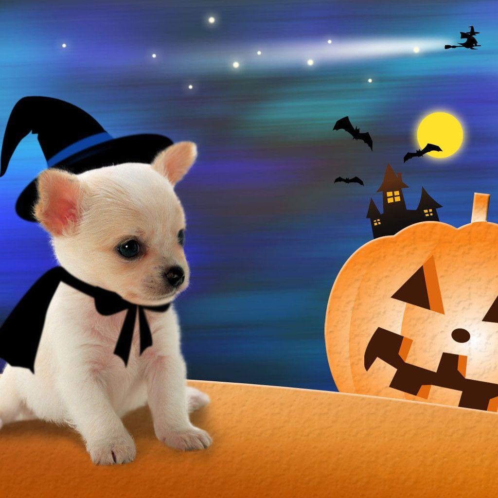 cute Pekingese halloween wallpaper 0083