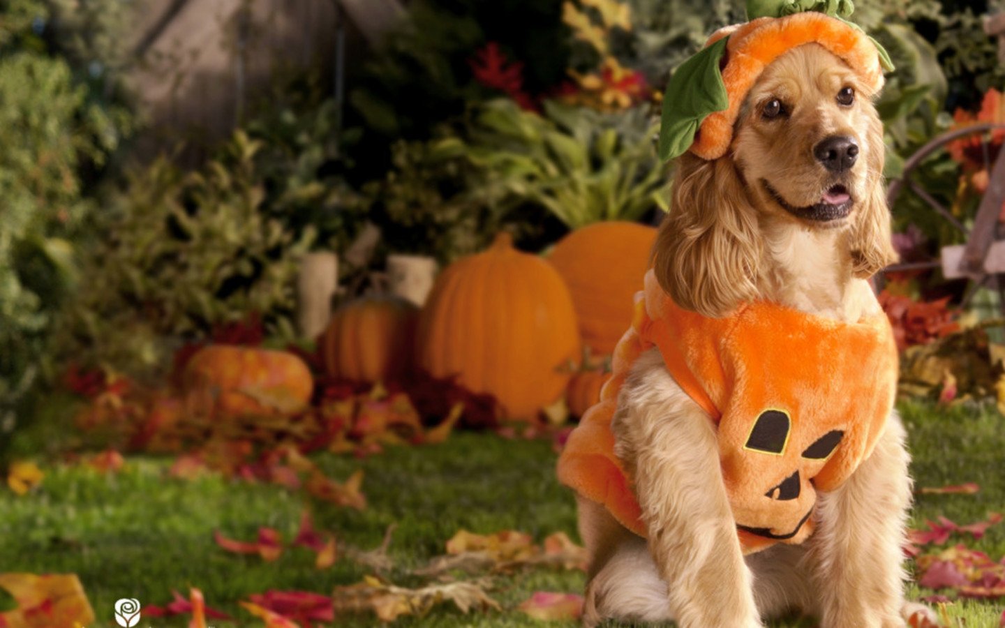 cute Pekingese halloween wallpaper 0089