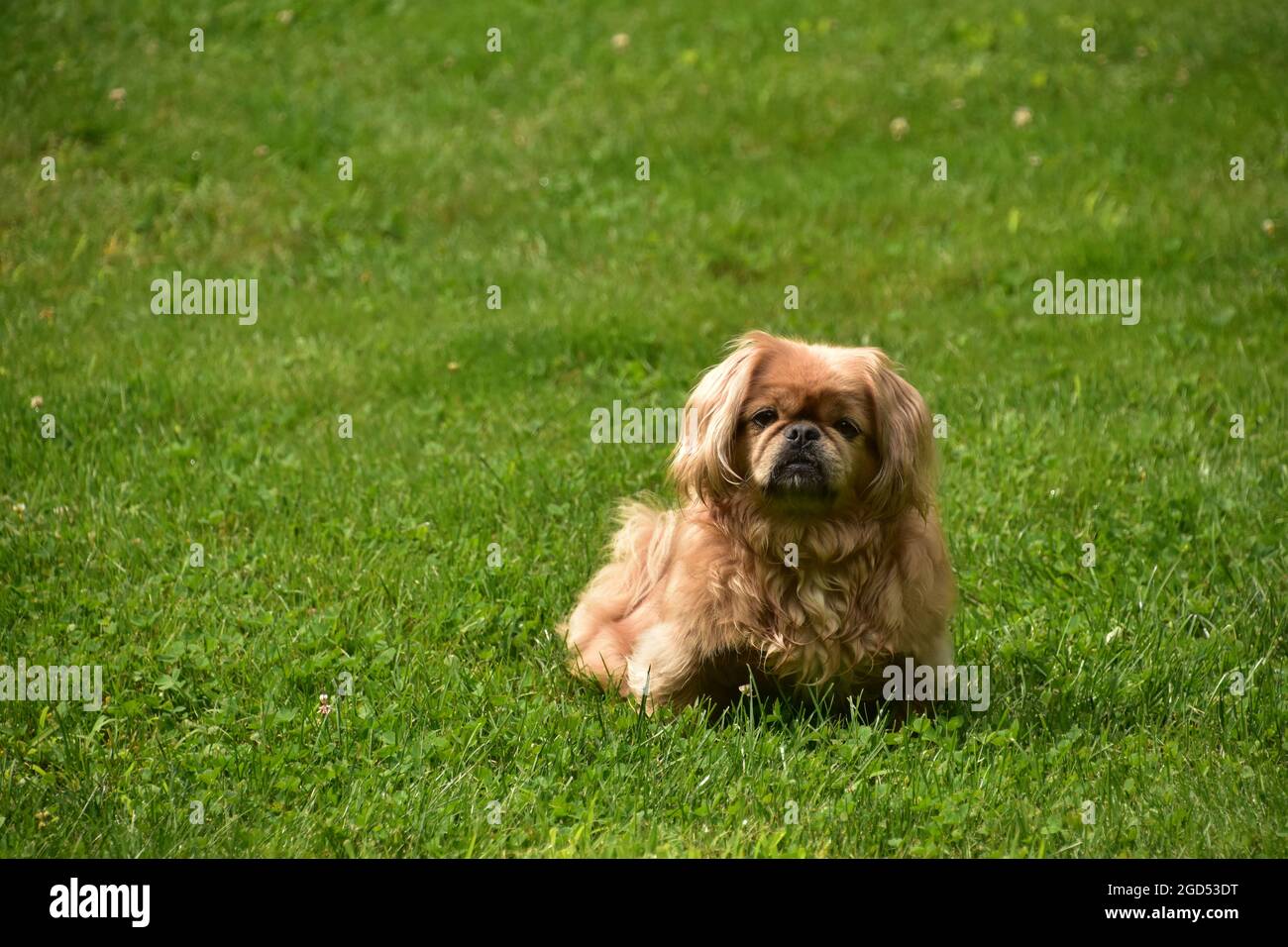 cute Pekingese halloween wallpaper 0092