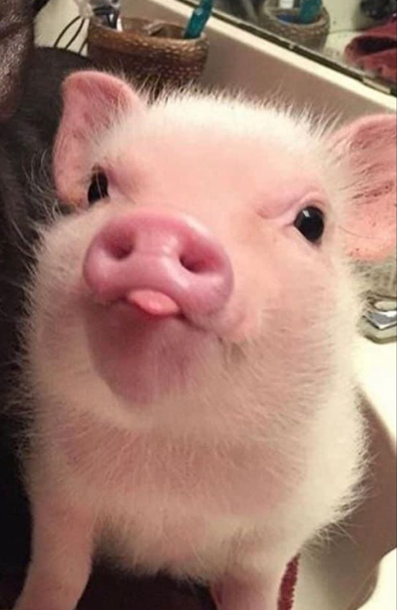 cute pig wallpapers for mobile