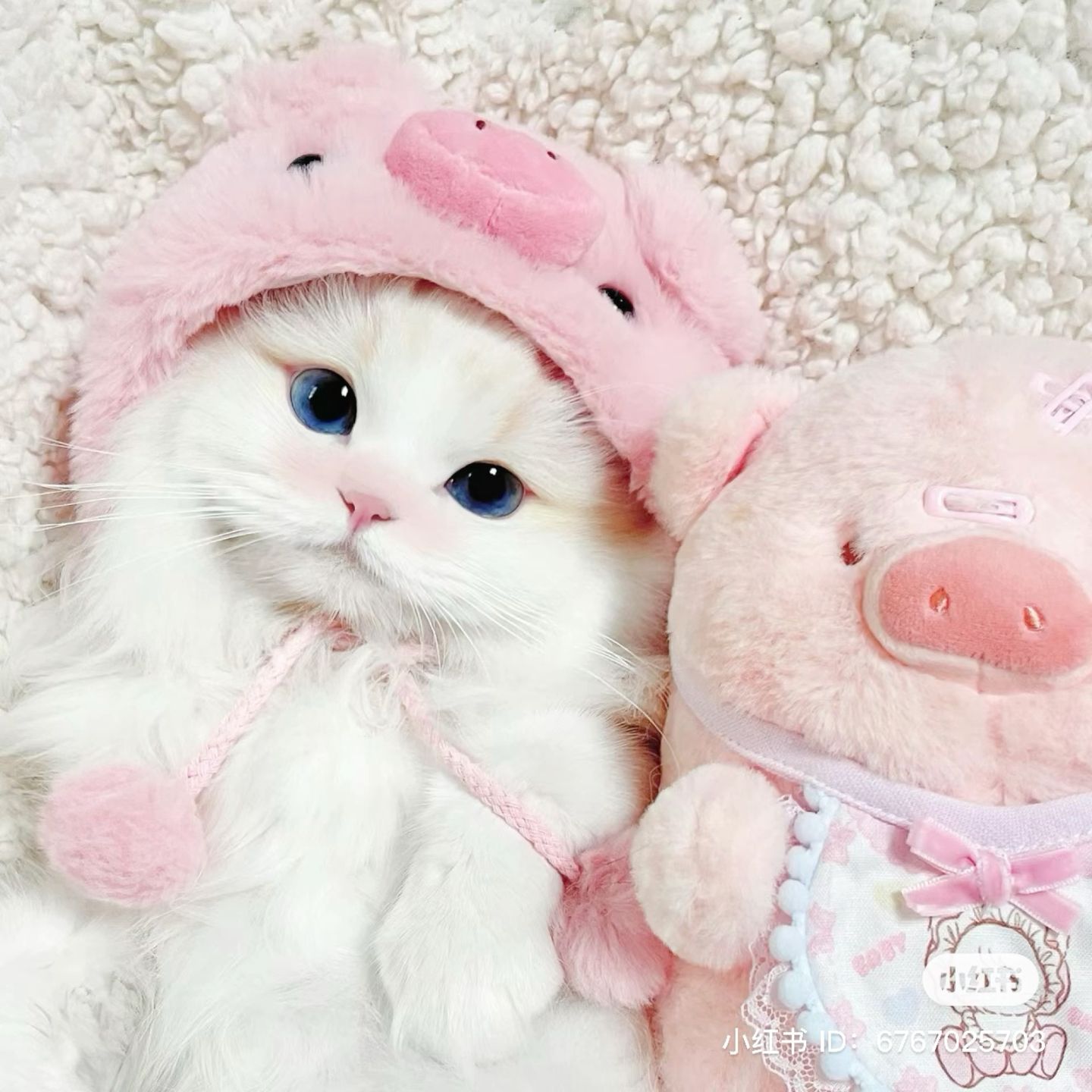 cute pig wallpapers 0031