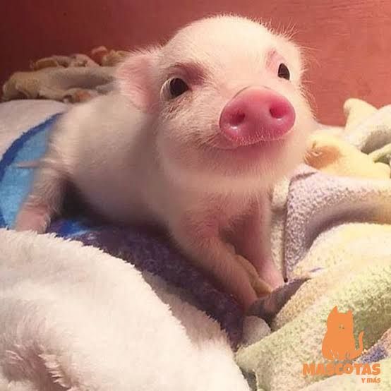 cute pig wallpapers 0087