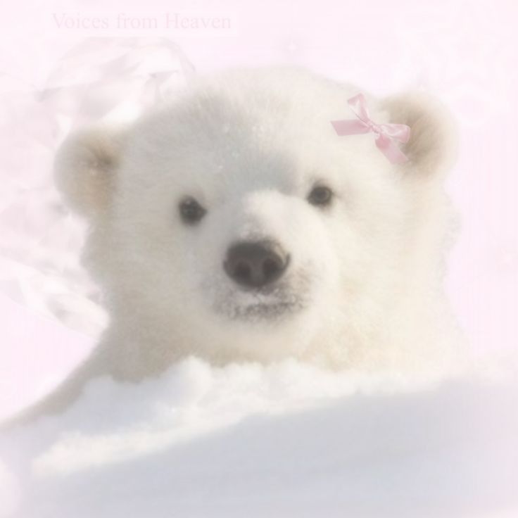 cute Polar Bear wallpapers 0013